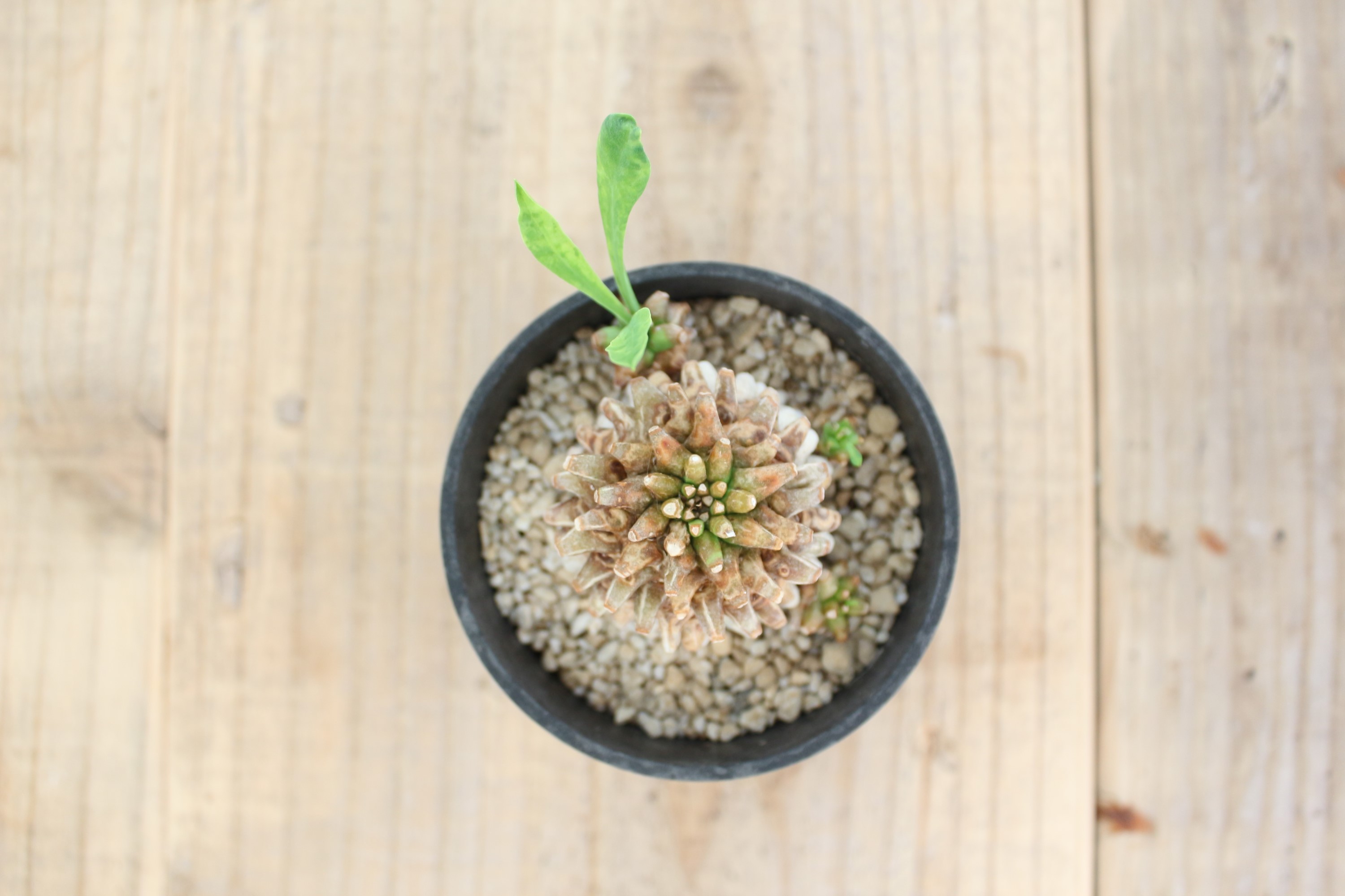 ユーフォルビア 笹蟹鉄甲 | ハレハナプランツプラスオンラインショップ